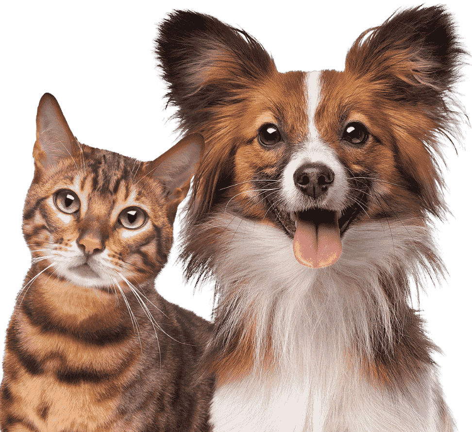 Birchwood Animal Hospital Mississauga