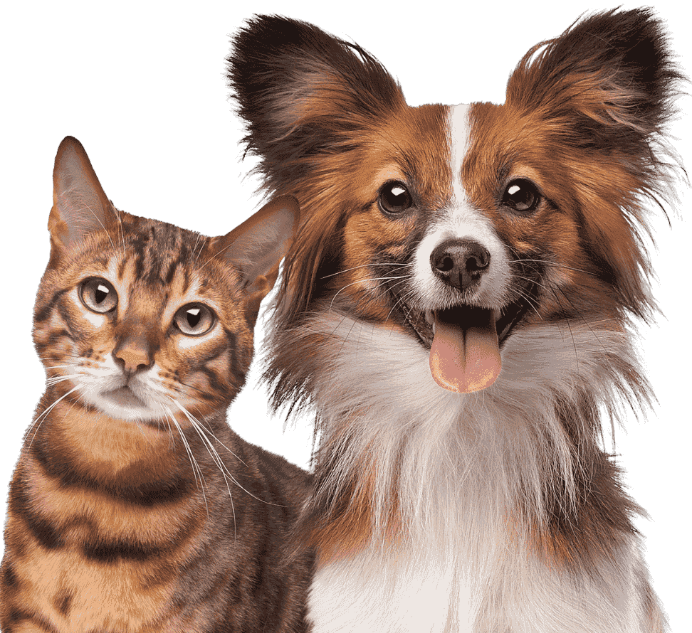 Birchwood Animal Hospital Caring for Your Pets
