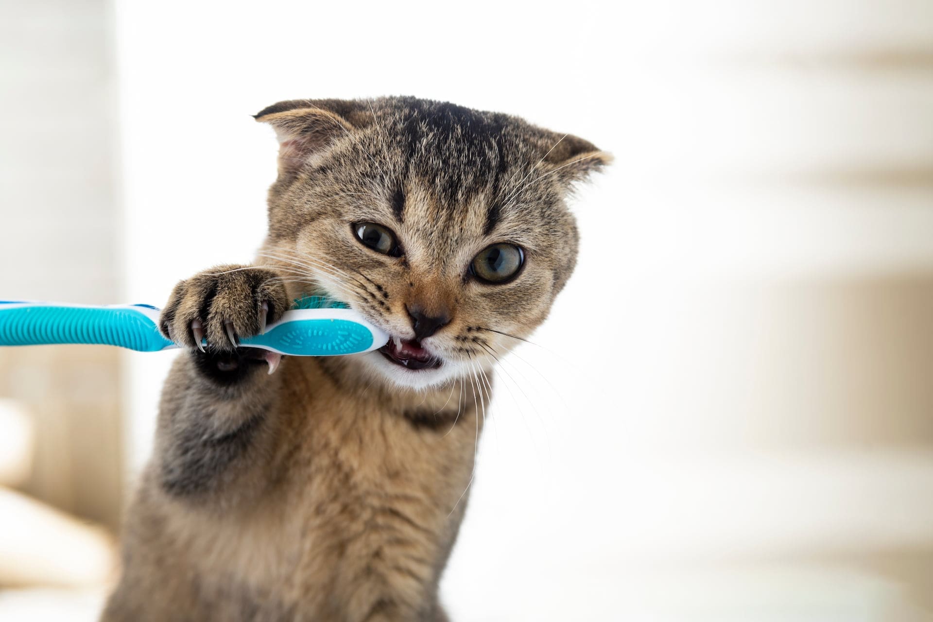 Birchwood Animal Hospital Caring for Your Pets